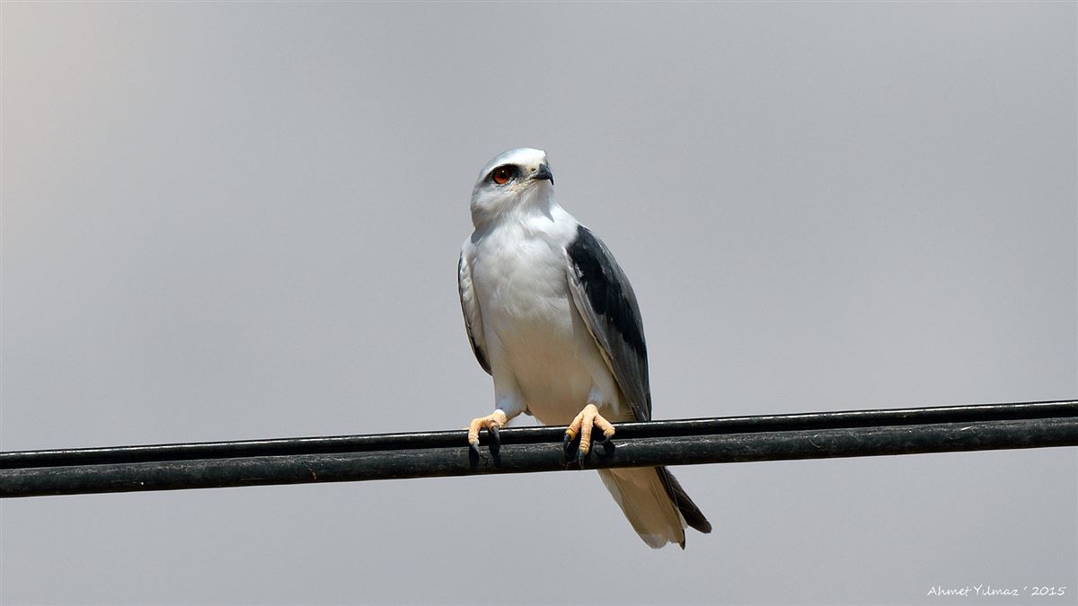 Black-winged Kite
