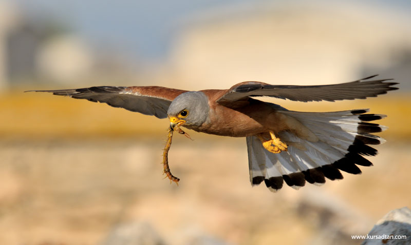 Lesser Kestrel