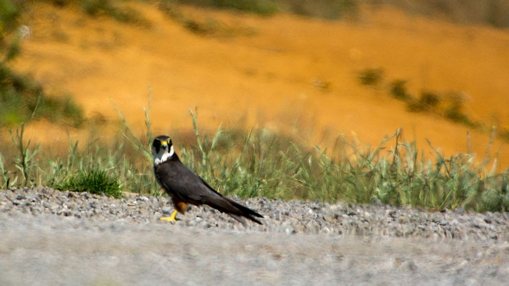 Eurasian Hobby