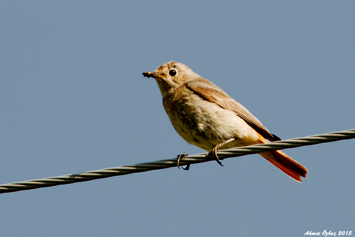Black Redstart