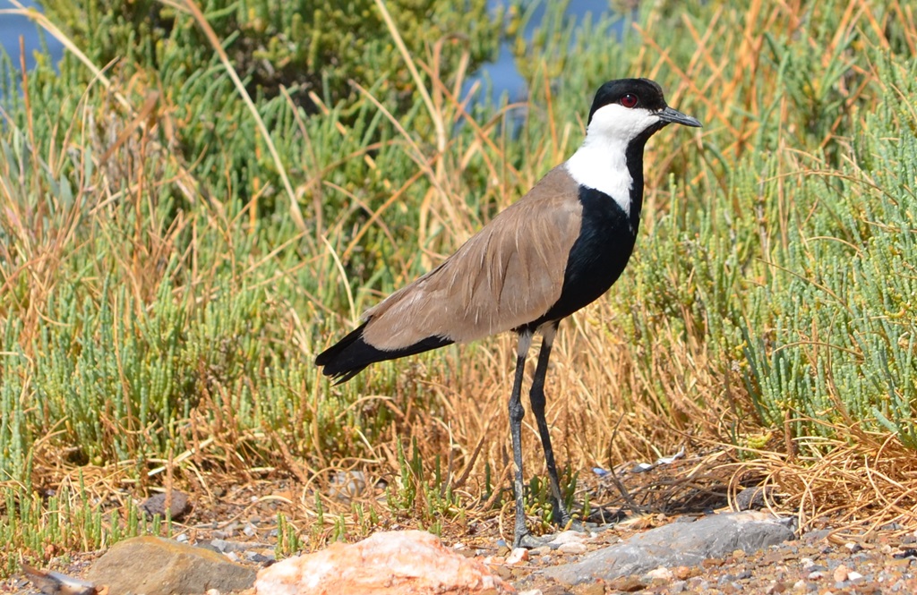Spur-winged Lapwing