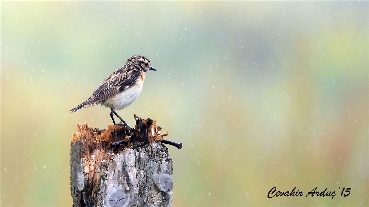 Whinchat