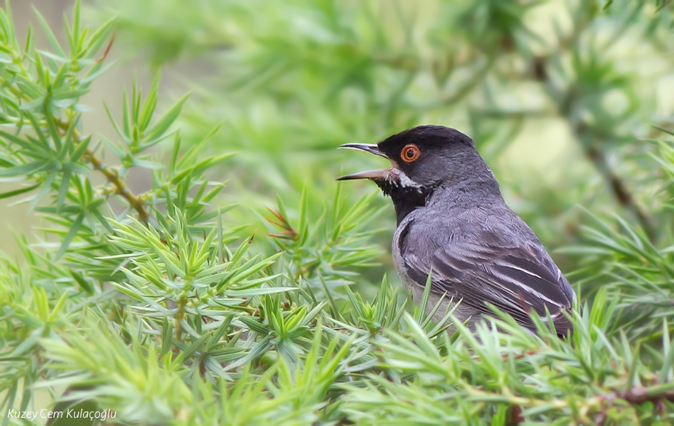 Rüppell`s Warbler