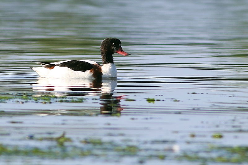Common Shelduck