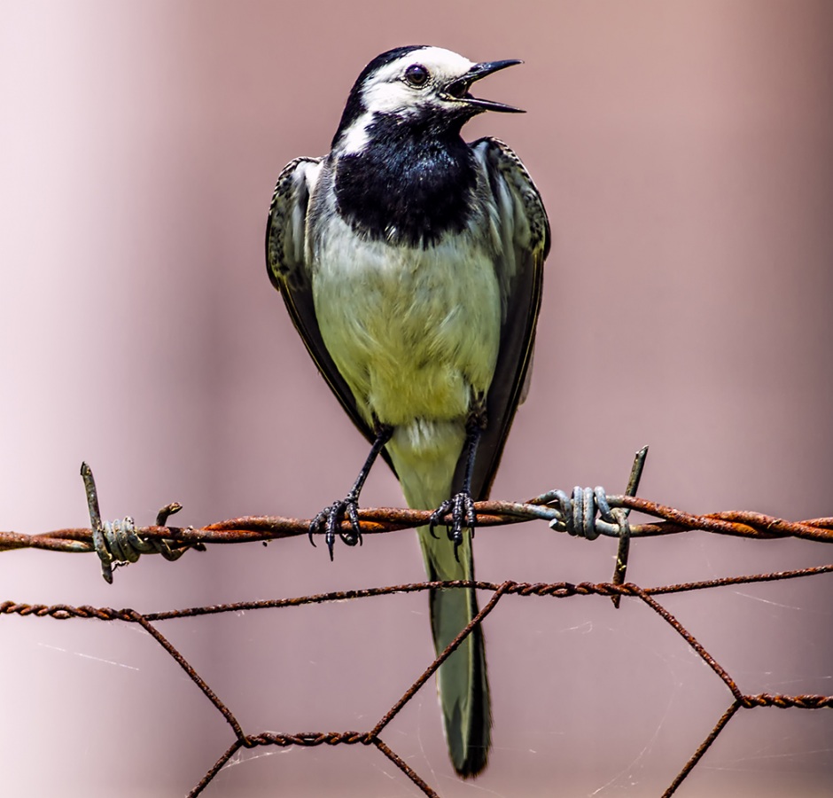 White Wagtail