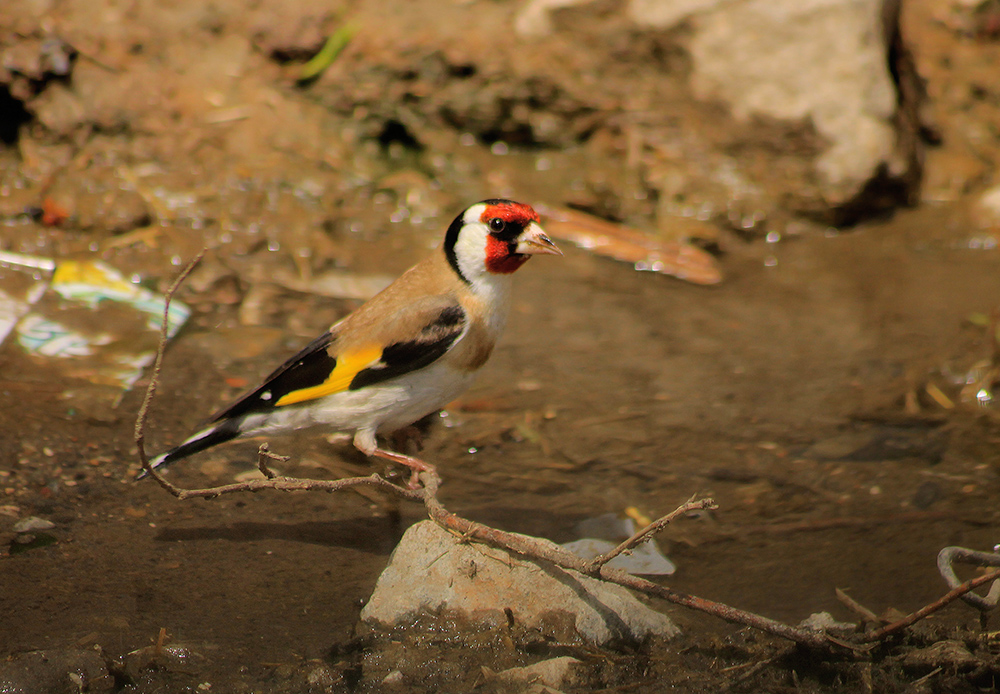 European Goldfinch