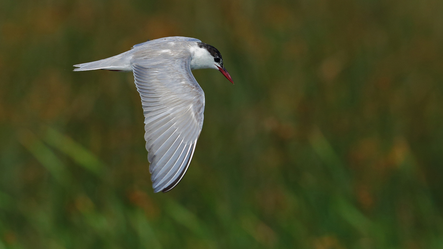 Common Tern