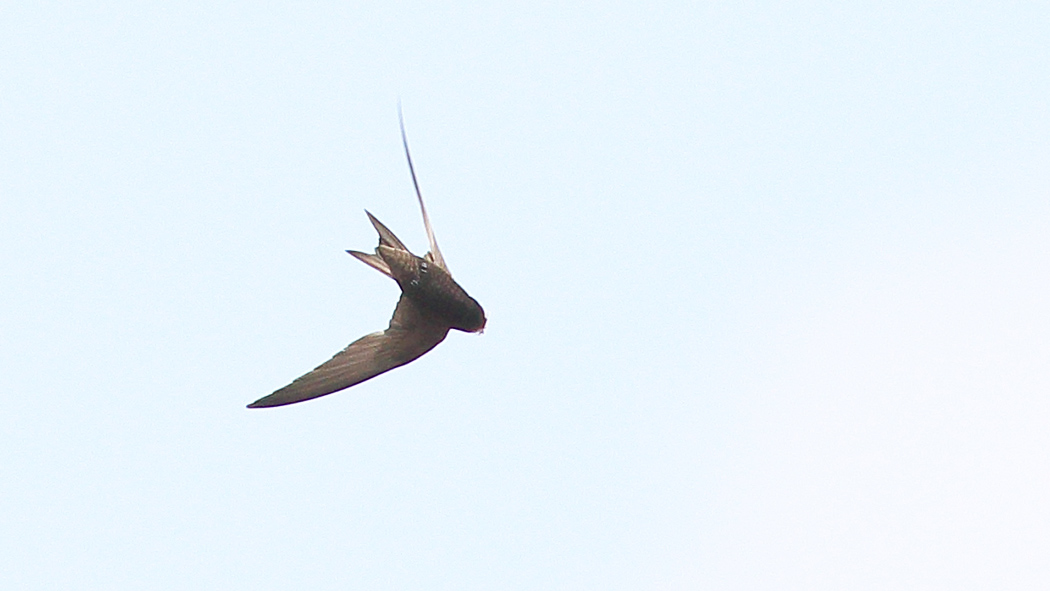 Pallid Swift