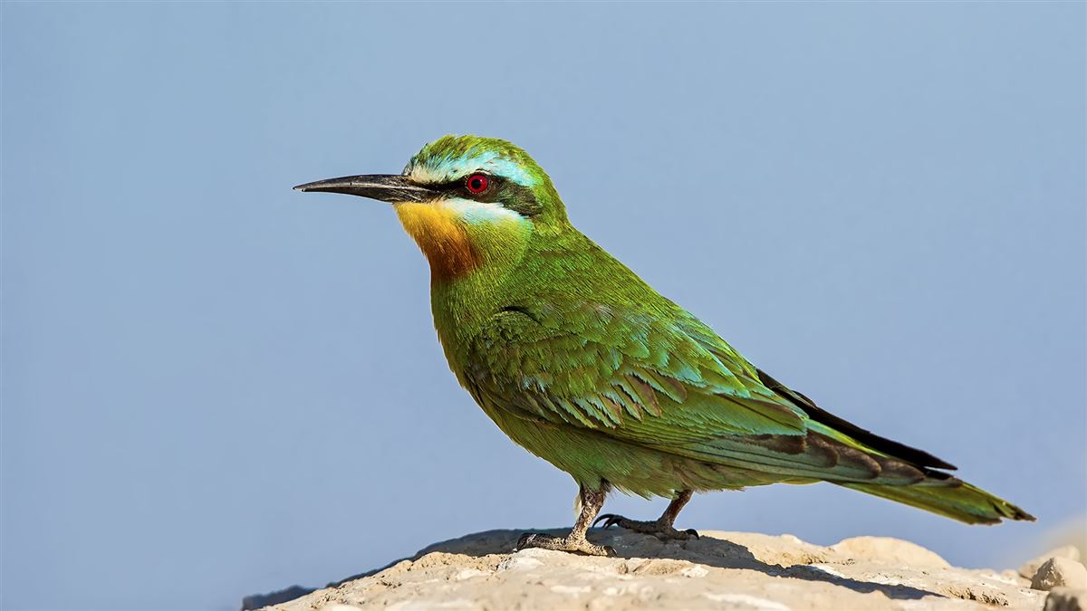 Blue-cheeked Bee-eater