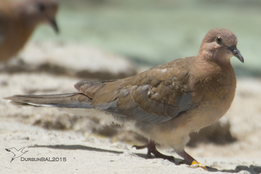 Laughing Dove
