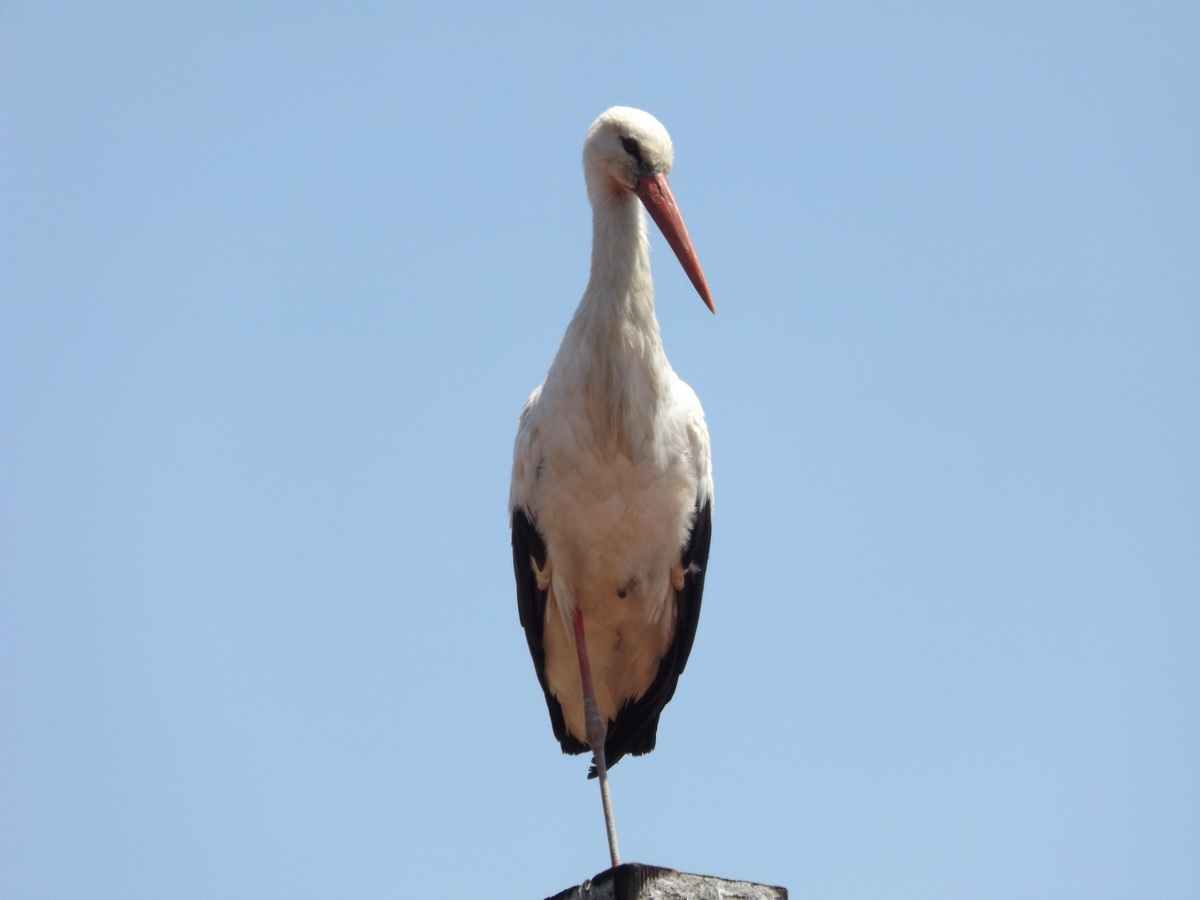 White Stork