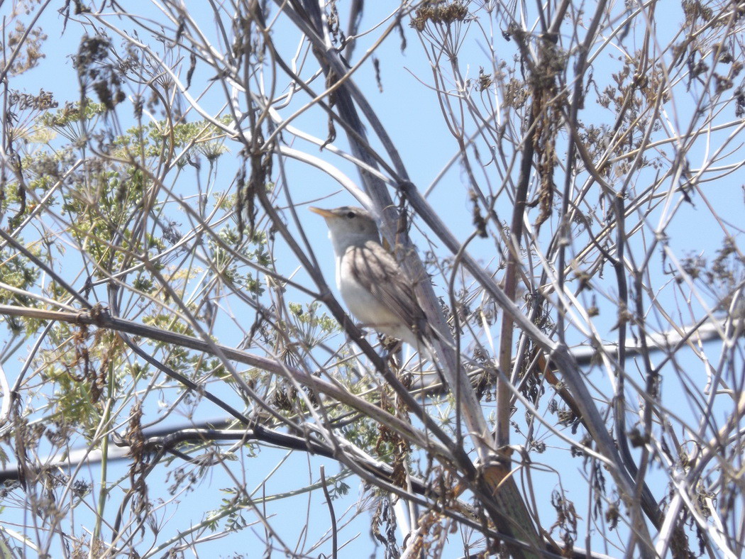 Eastern Olivaceous Warbler