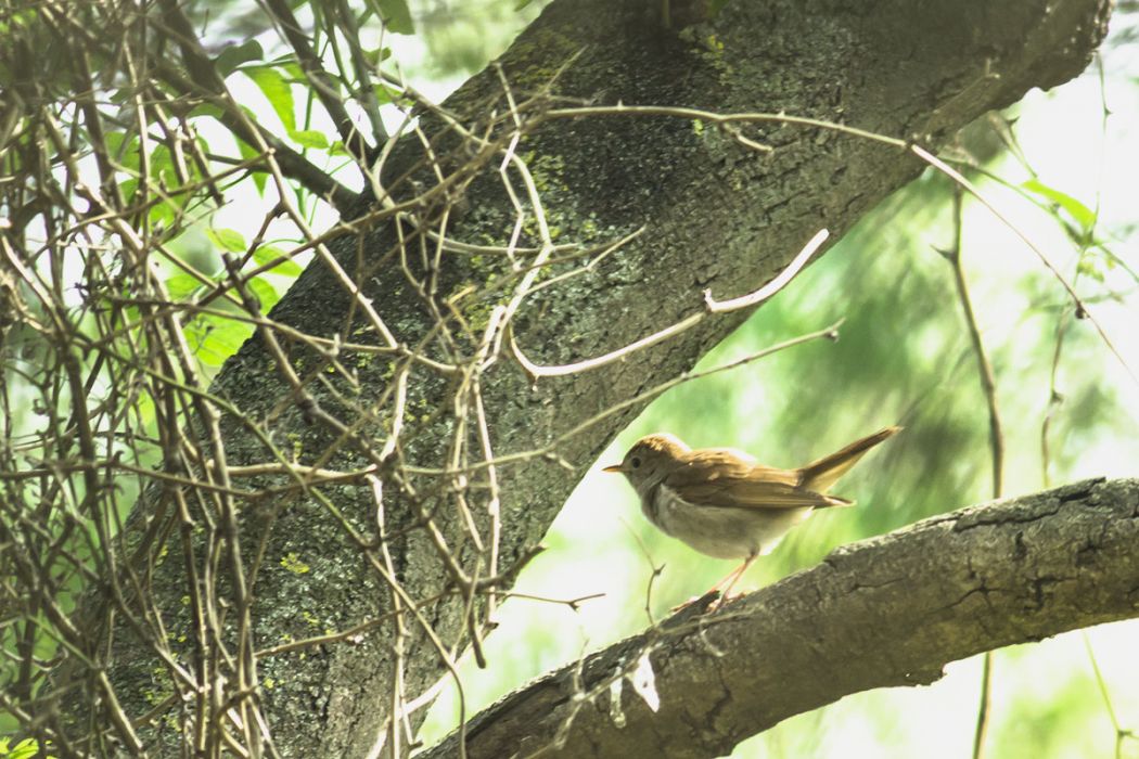 Common Nightingale