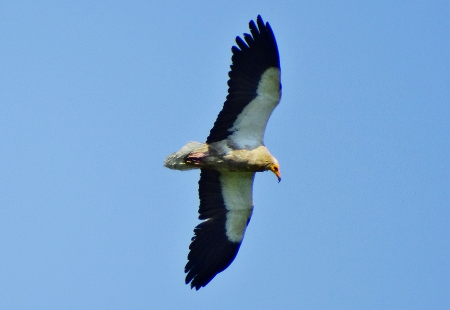 Egyptian Vulture