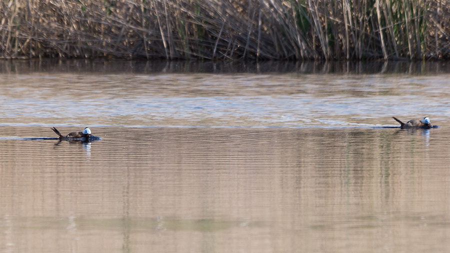 White-headed Duck