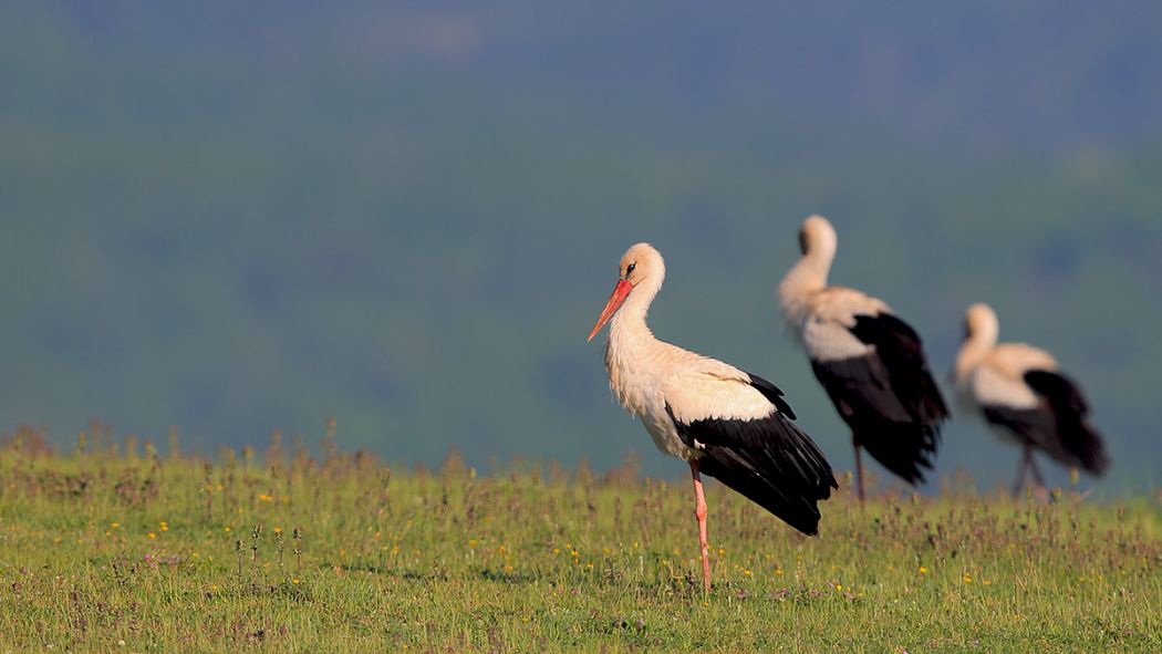 White Stork
