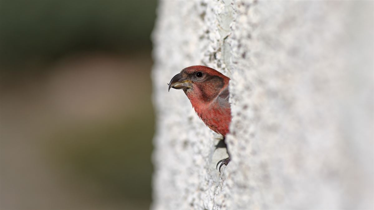 Red Crossbill