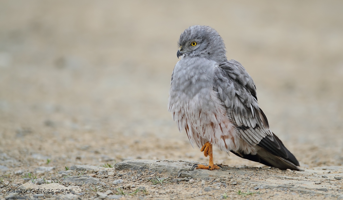 Montagu`s Harrier