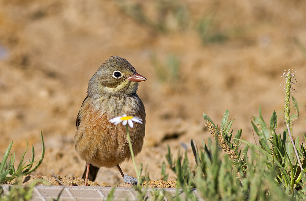 Ortolan Bunting
