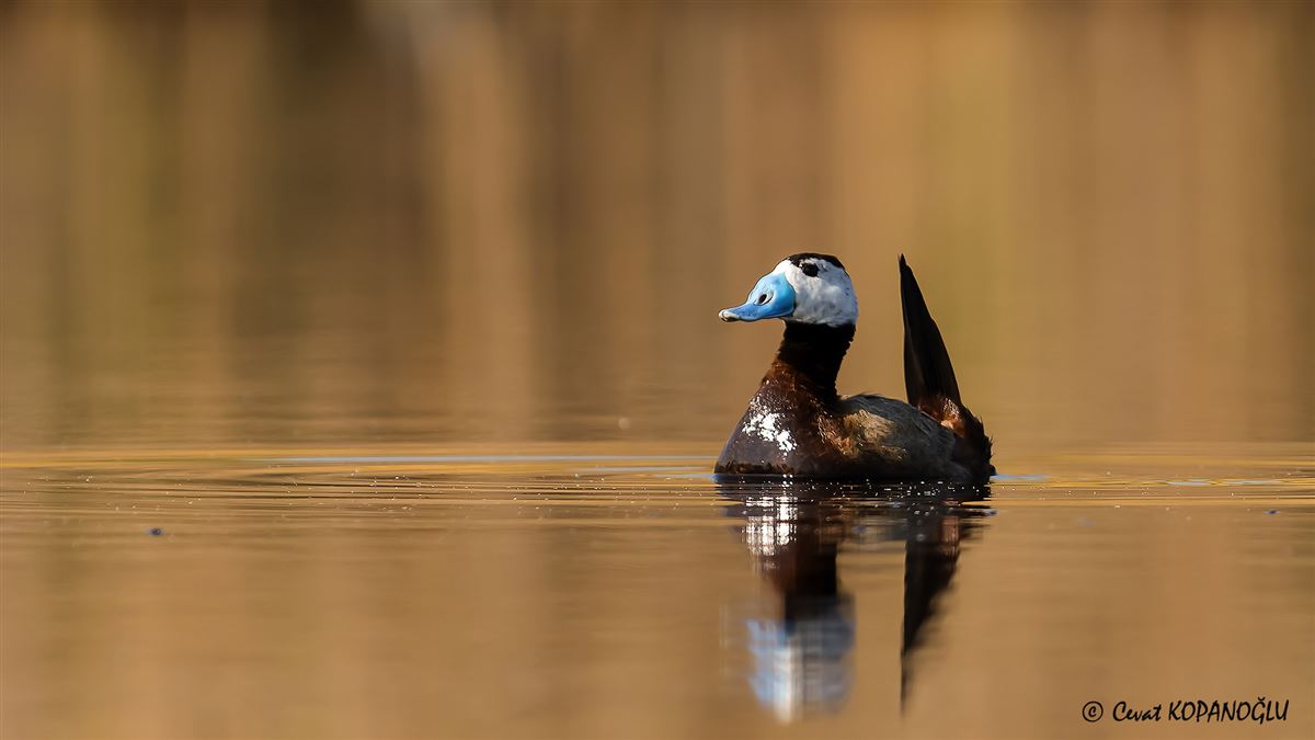 White-headed Duck