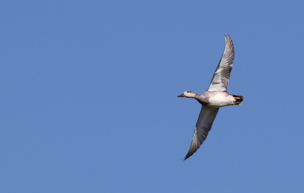 Gadwall