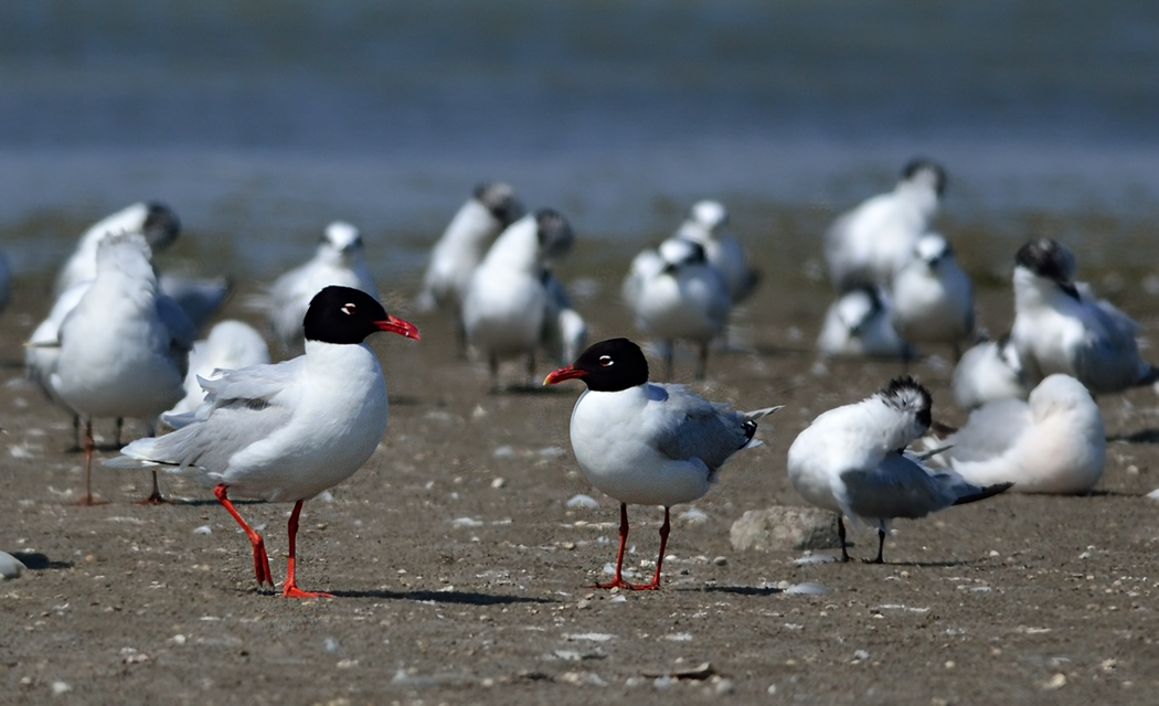 Mediterranean Gull