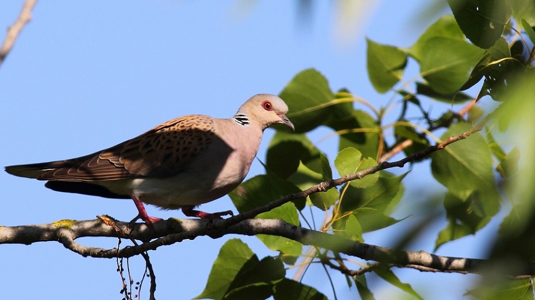 European Turtle Dove