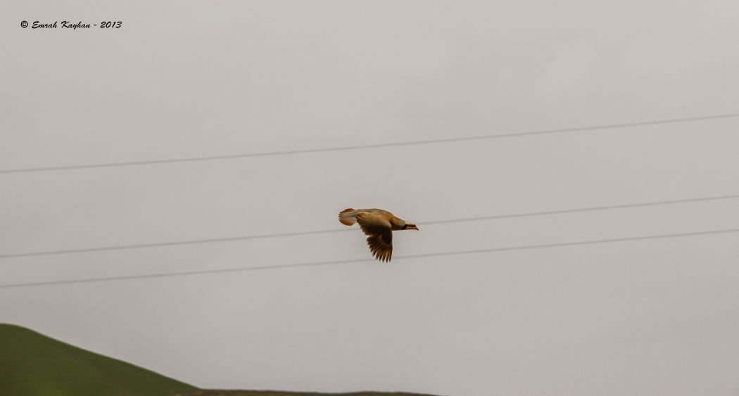 Chukar Partridge