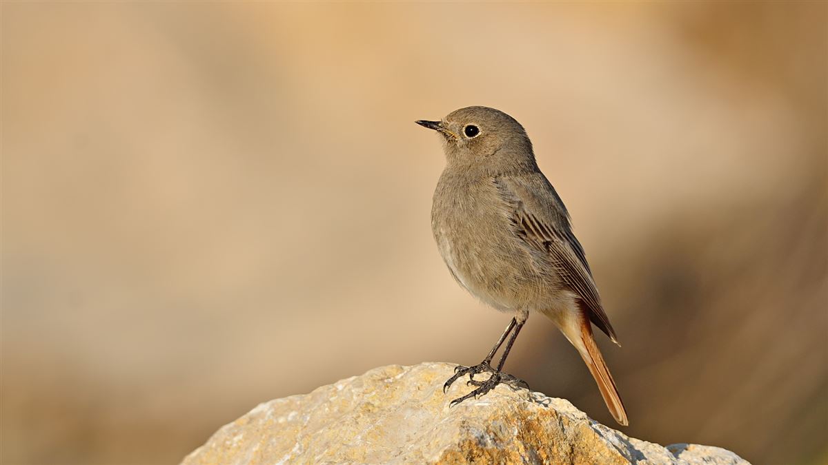 Black Redstart