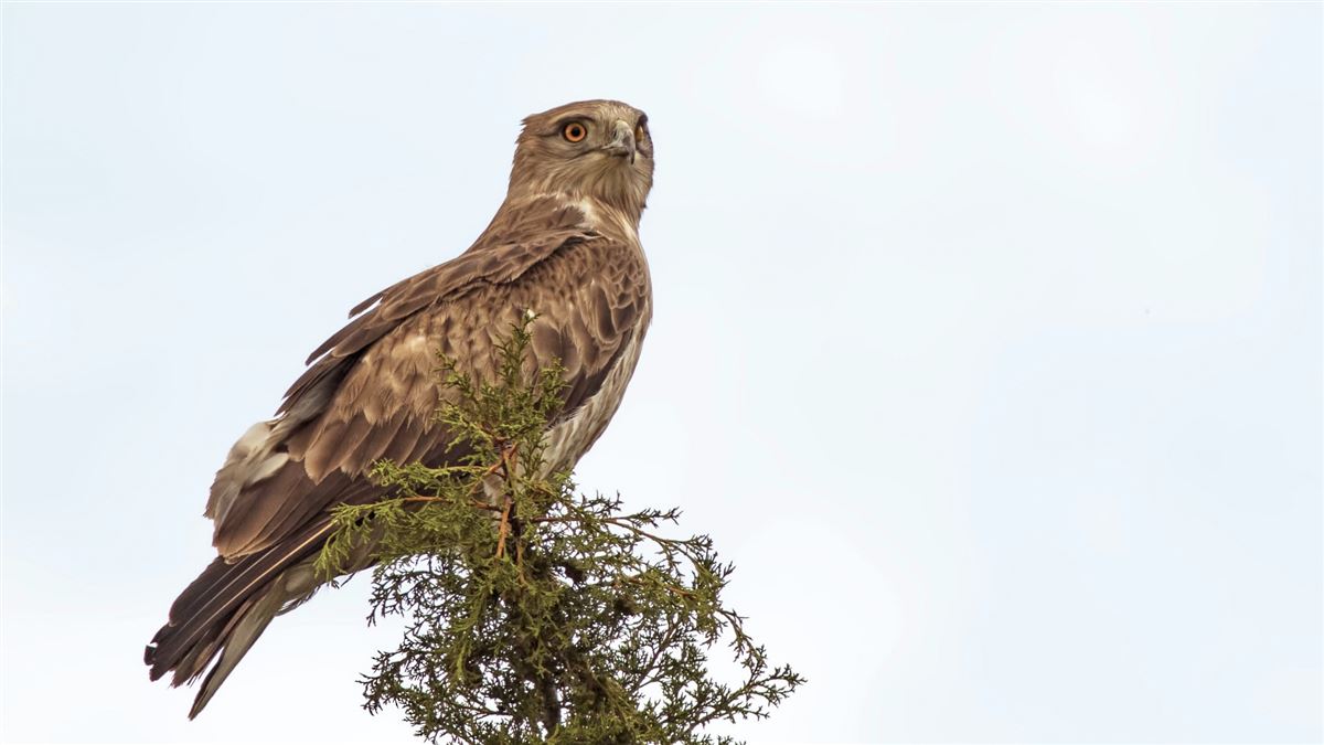Short-toed Snake Eagle