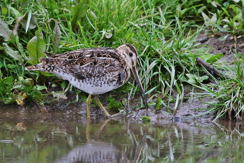 Common Snipe