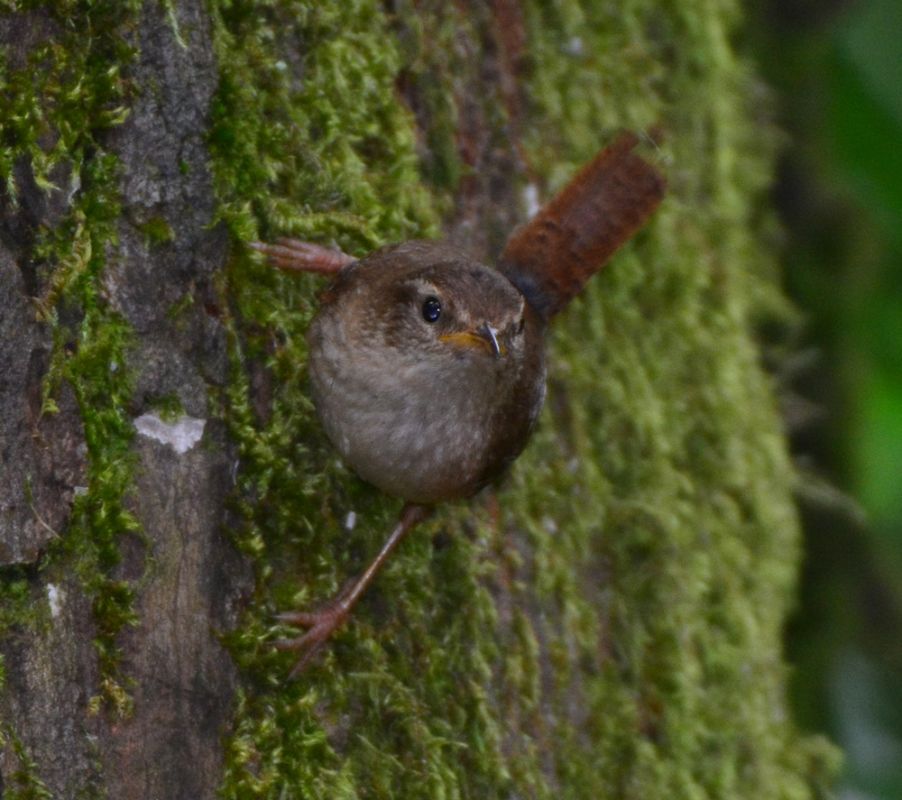 Eurasian Wren