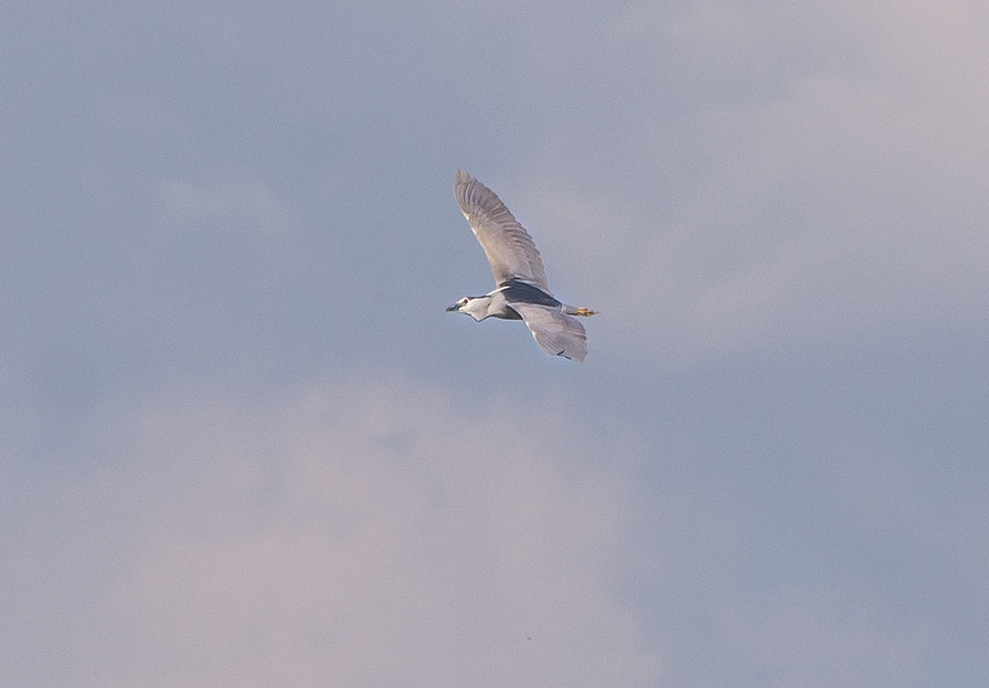 Black-crowned Night Heron