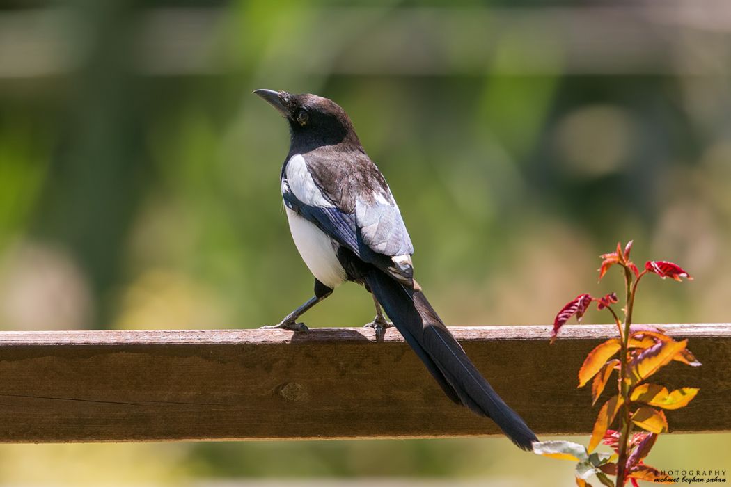 Eurasian Magpie