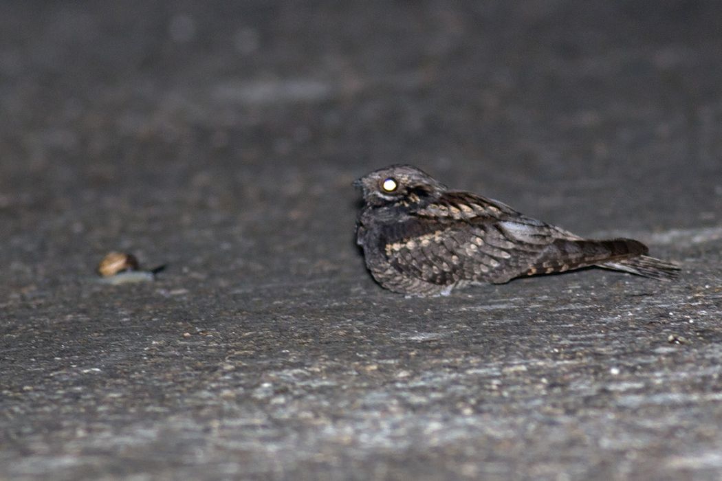 European Nightjar