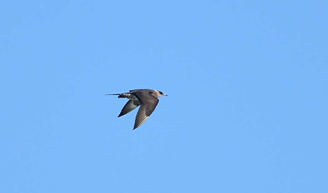 Parasitic Jaeger