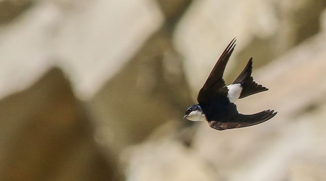 Western House Martin