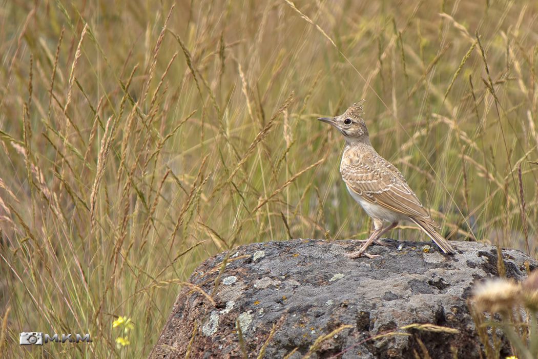 Crested Lark