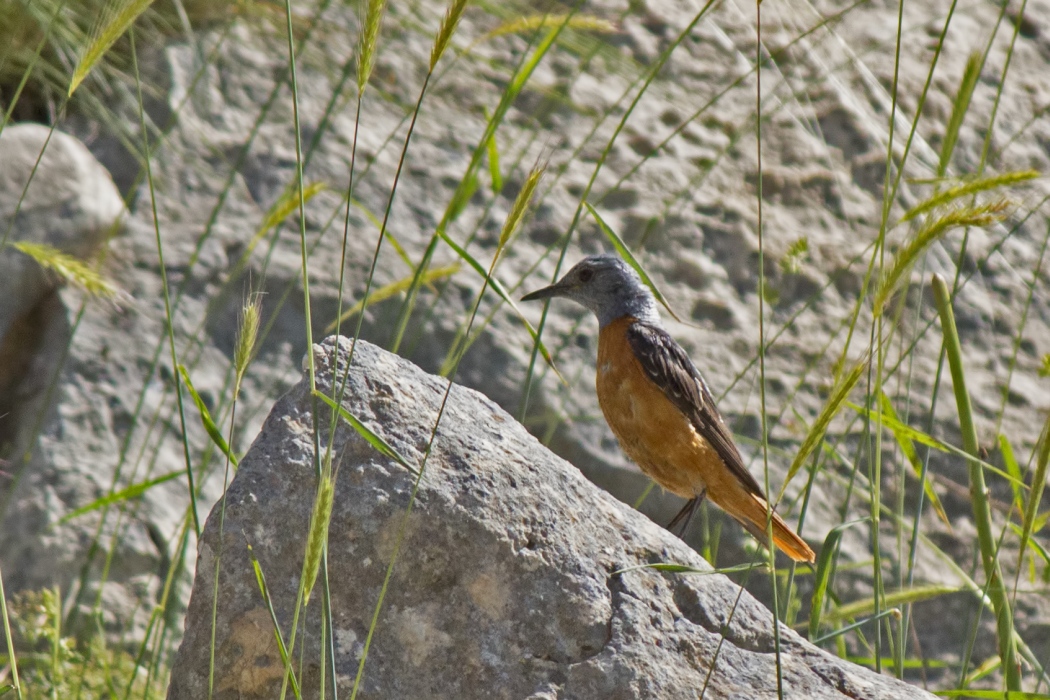 Common Rock Thrush