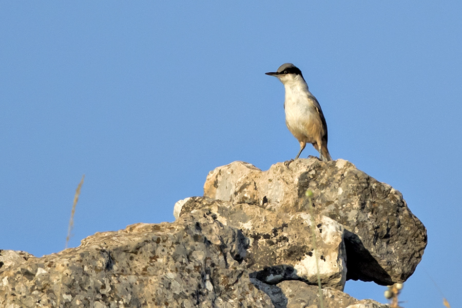 Eastern Rock Nuthatch