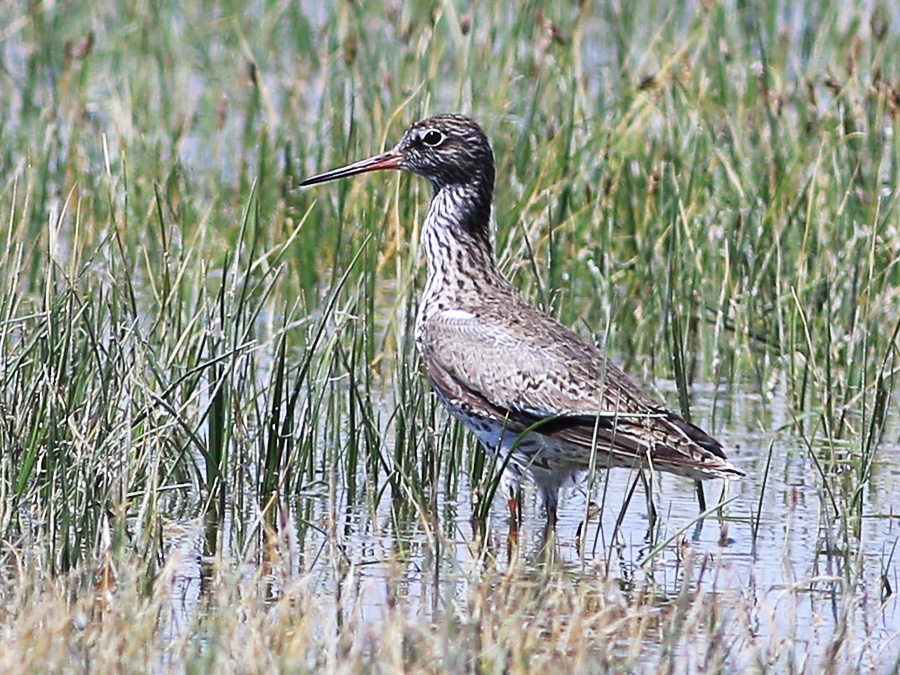 Common Redshank