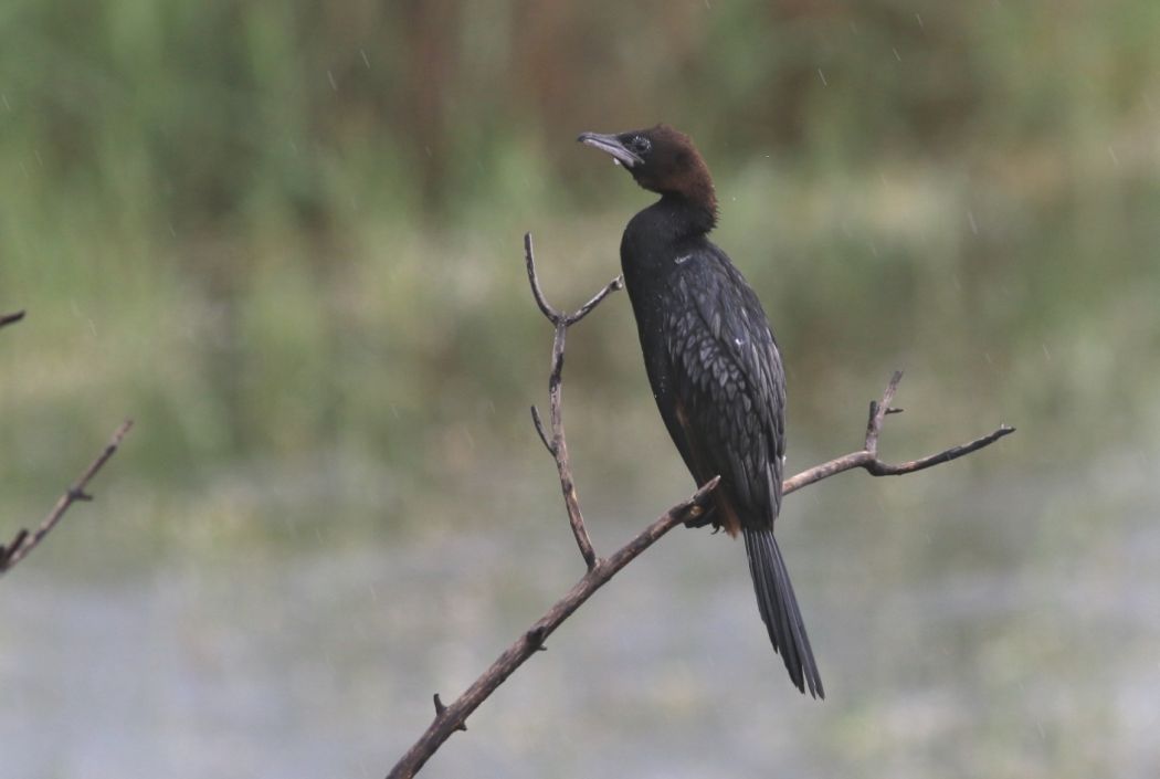 Pygmy Cormorant
