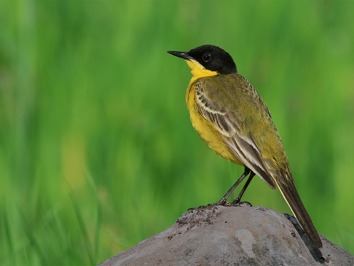 Western Yellow Wagtail