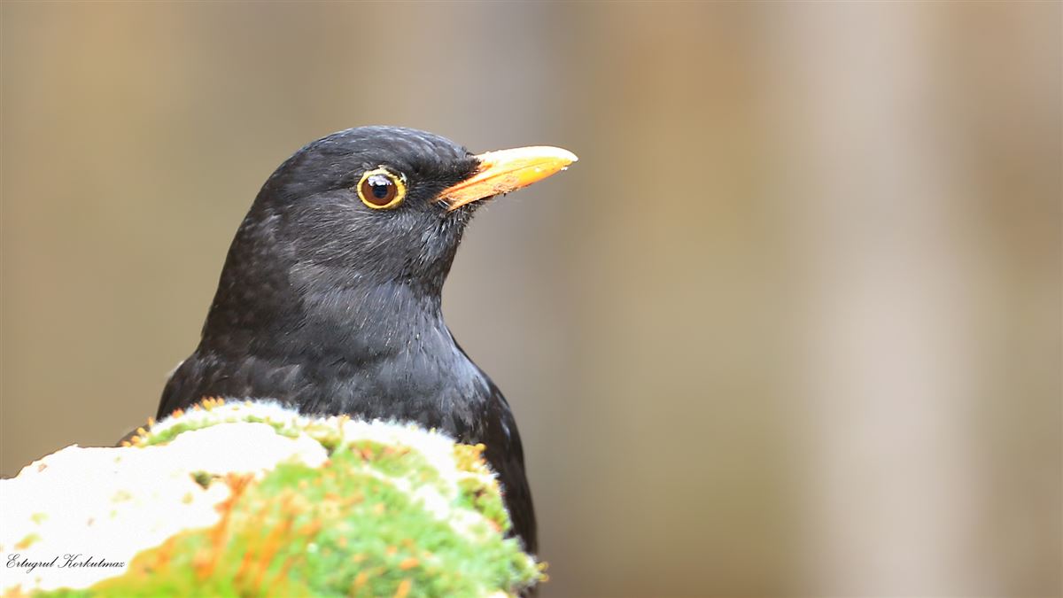 Common Blackbird