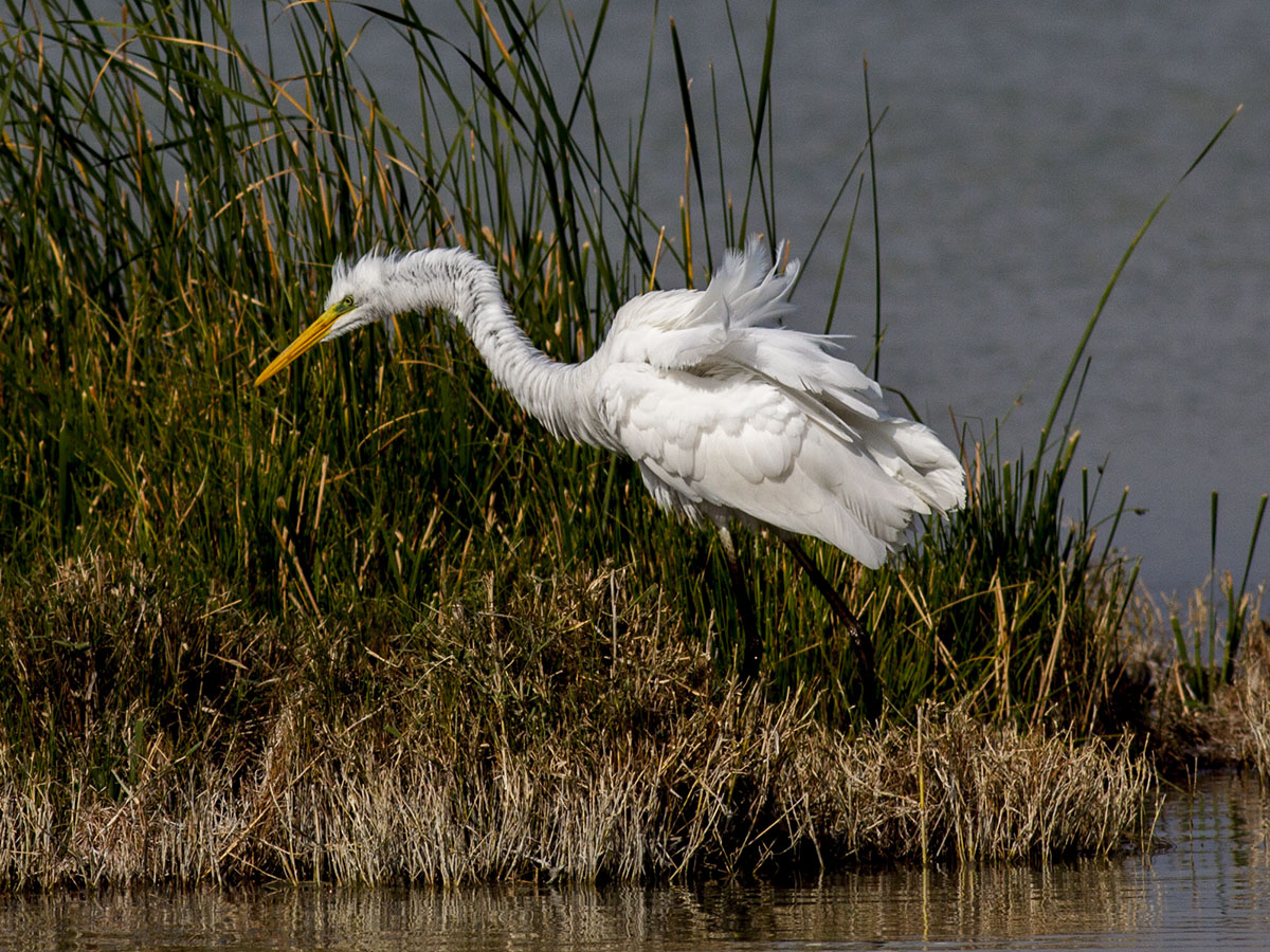 Great Egret