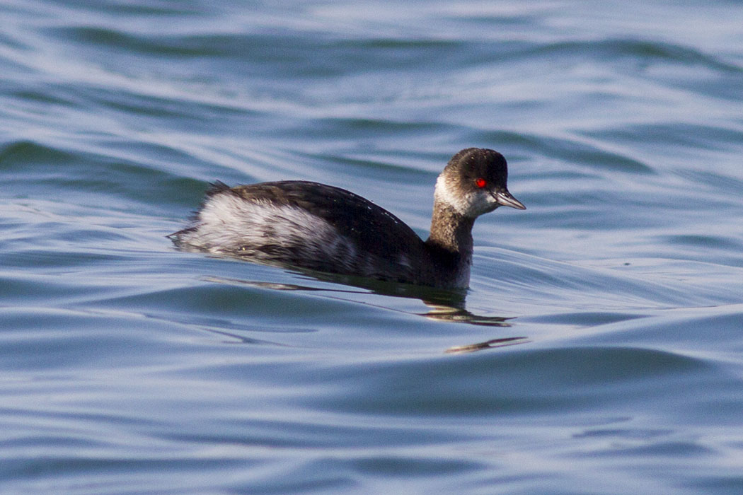 Black-necked Grebe