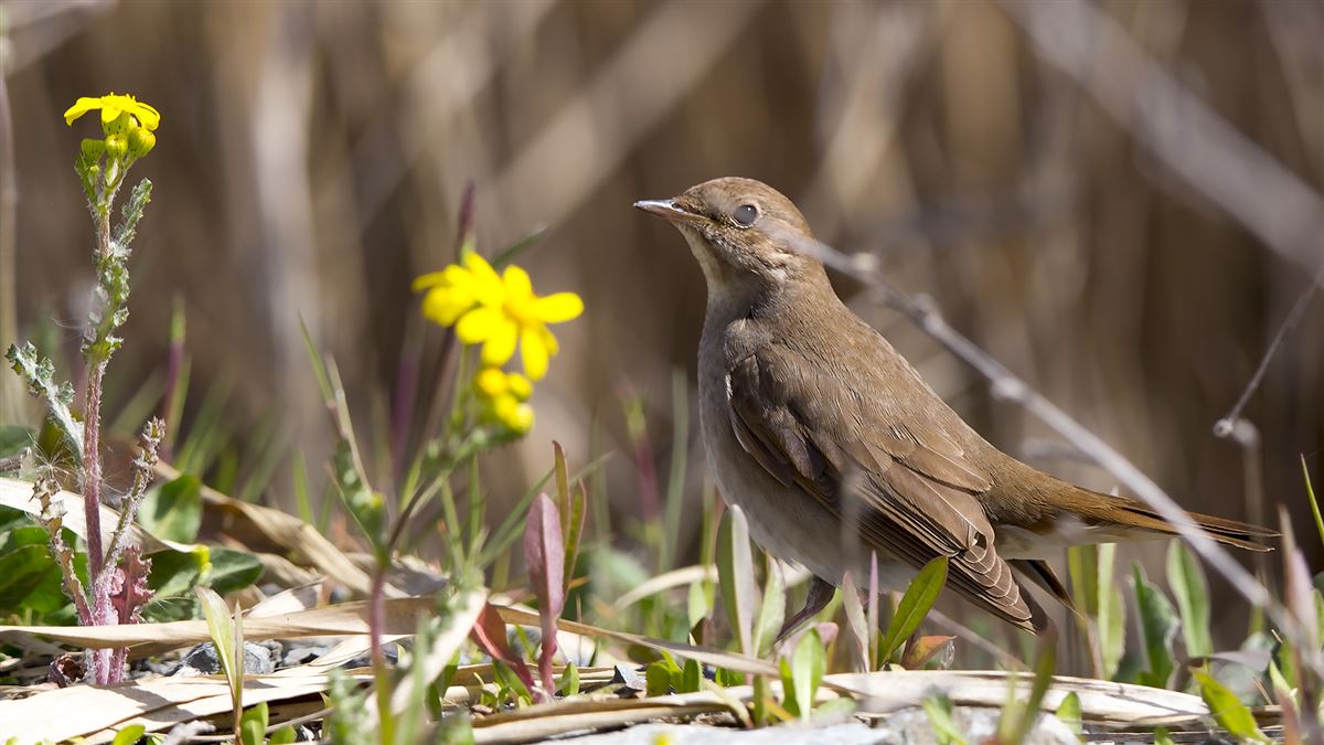 Thrush Nightingale