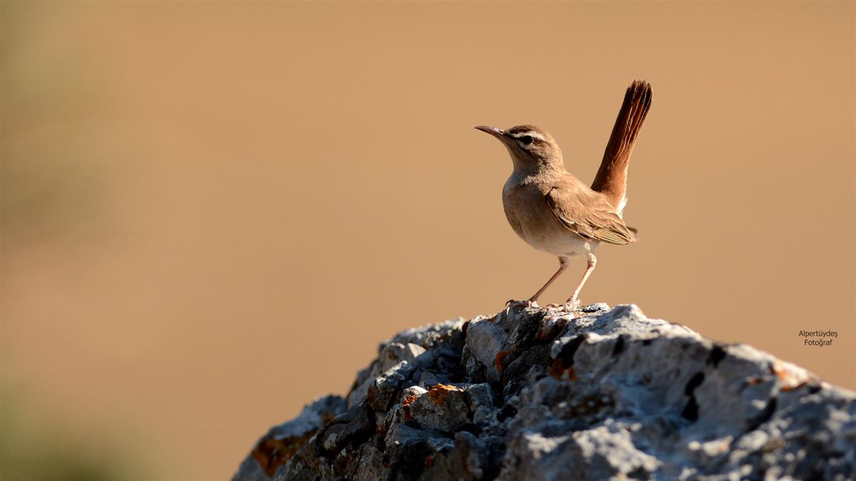 Rufous-tailed Scrub Robin
