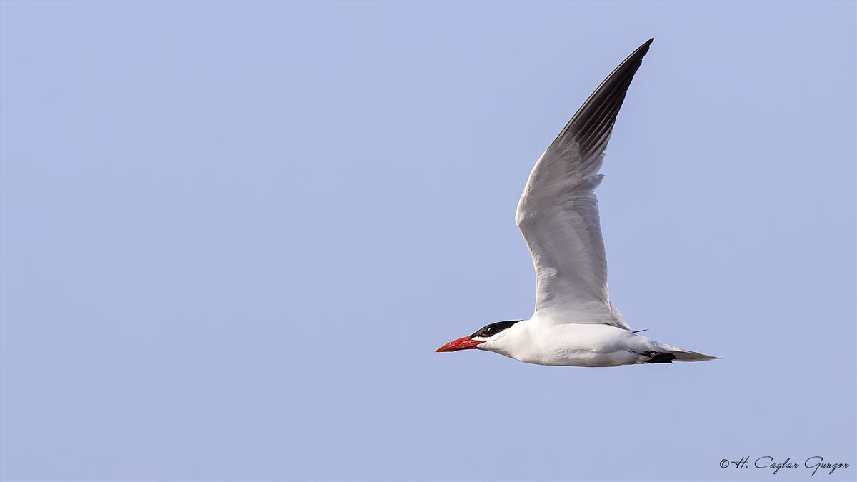 Caspian Tern