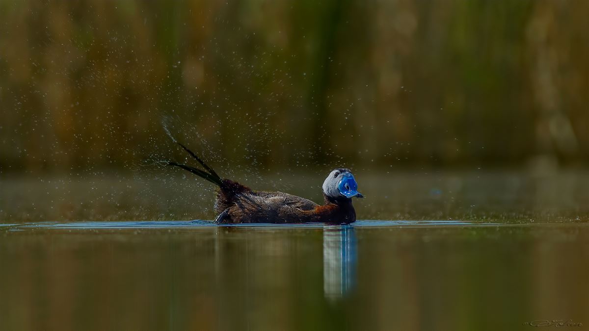 White-headed Duck